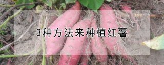 3种方法来种植红薯,第1图