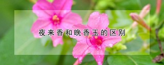 夜来香和晚香玉的区别,第1图