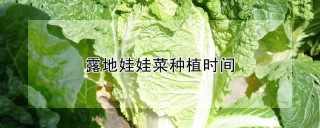 露地娃娃菜种植时间,第1图