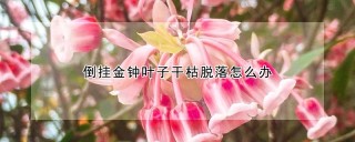 倒挂金钟叶子干枯脱落怎么办,第1图