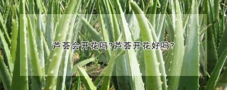 芦荟会开花吗?芦荟开花好吗?,第1图