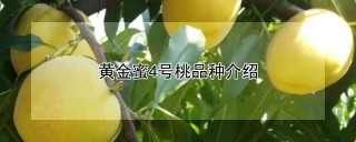 黄金蜜4号桃品种介绍,第1图