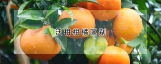 沃柑柑橘区别,第1图