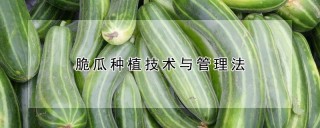 脆瓜种植技术与管理法,第1图