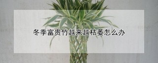 冬季富贵竹越来越枯萎怎么办,第1图