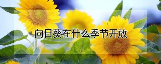 向日葵在什么季节开放,第1图