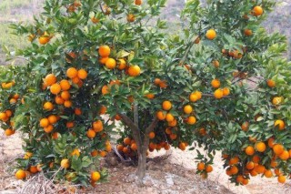 脐橙树如何防冻,第2图