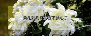 菊花到几月份就不摘心了,第1图