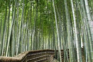 竹子品种名字大全图片 竹子的品种介绍,第2图