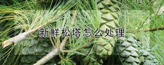 新鲜松塔怎么处理,第1图