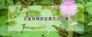 含羞草根部发黄怎么回事,第1图