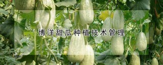 博洋甜瓜种植技术管理,第1图