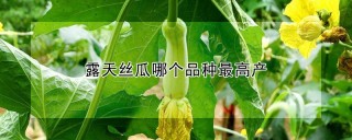 露天丝瓜哪个品种最高产,第1图