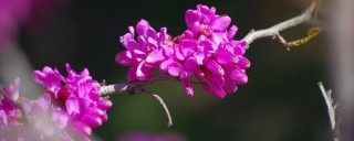 紫荆花树什么季节开花,第1图