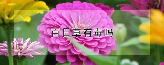 百日草有毒吗,第1图