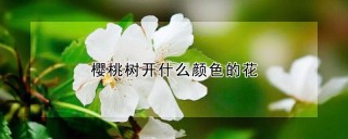 樱桃树开什么颜色的花,第1图