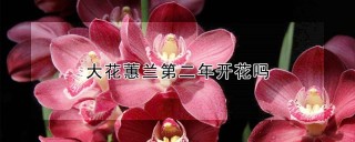 大花蕙兰第二年开花吗,第1图