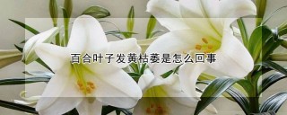 百合叶子发黄枯萎是怎么回事,第1图