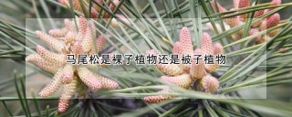 马尾松是裸子植物还是被子植物,第1图