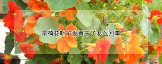 旱荷花叶子发黄干了怎么回事,第1图