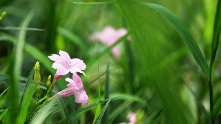 兰花草和兰花的区别,第1图