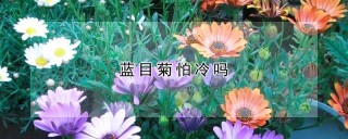 蓝目菊怕冷吗,第1图