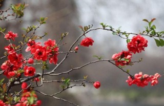 海棠花开在哪个季节，开在春天（附养护方法）,第5图