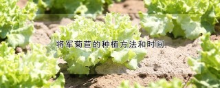 将军菊苣的种植方法和时间,第1图