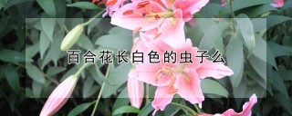 百合花长白色的虫子么,第1图