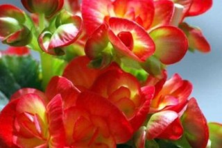 玻璃海棠的花语,第3图