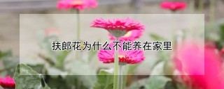 扶郎花为什么不能养在家里,第1图