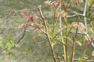 木乃芽是什么植物,第2图