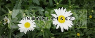 小皱菊的意义是什么意思,第1图