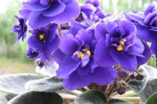 紫罗兰可以水养吗，紫罗兰水培方法详解,第2图