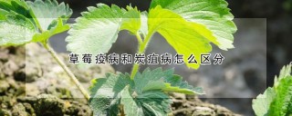 草莓疫病和炭疽病怎么区分,第1图