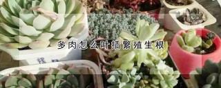 多肉怎么叶插繁殖生根,第1图