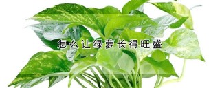 怎么让绿萝长得旺盛,第1图