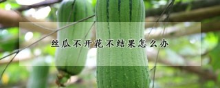 丝瓜不开花不结果怎么办,第1图