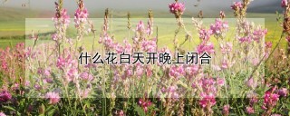 什么花白天开晚上闭合,第1图