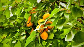 杏子什么季节成熟,第1图