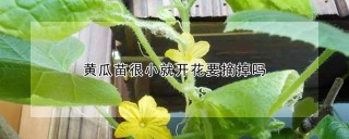 黄瓜苗很小就开花要摘掉吗,第1图