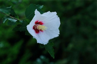 白槿花花语,第3图