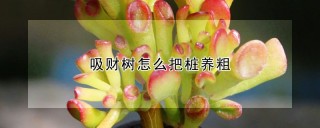 吸财树怎么把桩养粗,第1图