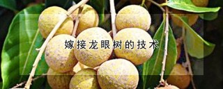 嫁接龙眼树的技术,第1图