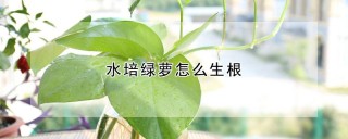 水培绿萝怎么生根,第1图