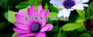 蓝目菊冬天会不会死,第1图