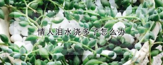 情人泪水浇多了怎么办,第1图