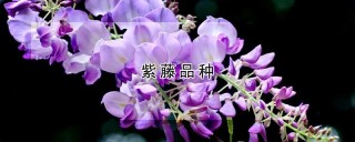 紫藤品种,第1图