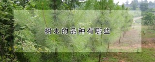 树木的品种有哪些,第1图