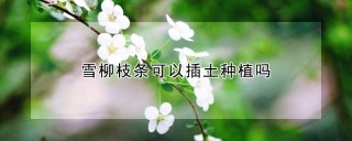 雪柳枝条可以插土种植吗,第1图